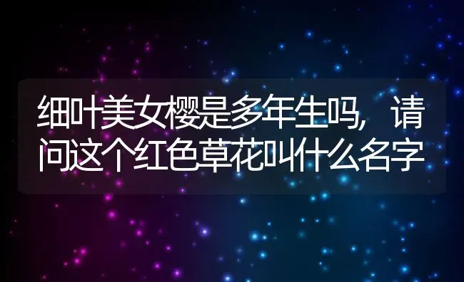 细叶美女樱是多年生吗,请问这个红色草花叫什么名字 | 养殖学堂