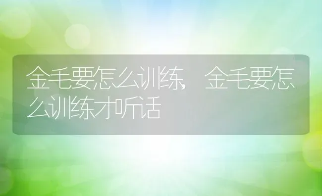 金毛要怎么训练,金毛要怎么训练才听话 | 养殖资料