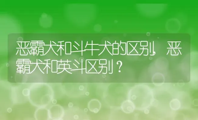 恶霸犬和斗牛犬的区别,恶霸犬和英斗区别？ | 养殖学堂