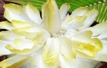 金玉兰菊苣怎么种植,金玉兰菊苣种植关于温度要求？