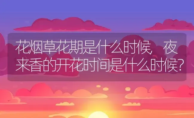 花烟草花期是什么时候,夜来香的开花时间是什么时候？ | 养殖科普