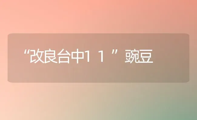 “改良台中11”豌豆 | 养殖知识