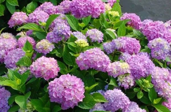 绣球花耐阴吗,光照不足的地方适合种绣球吗？