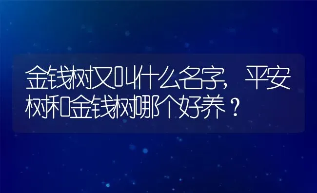 金钱树又叫什么名字,平安树和金钱树哪个好养？ | 养殖科普