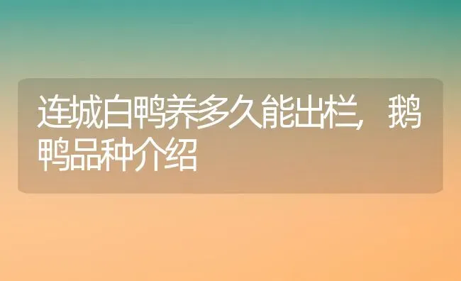 连城白鸭养多久能出栏,鹅鸭品种介绍 | 养殖学堂