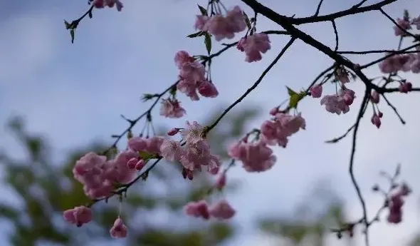 樱花有哪些品种,樱花哪个品种最经典？