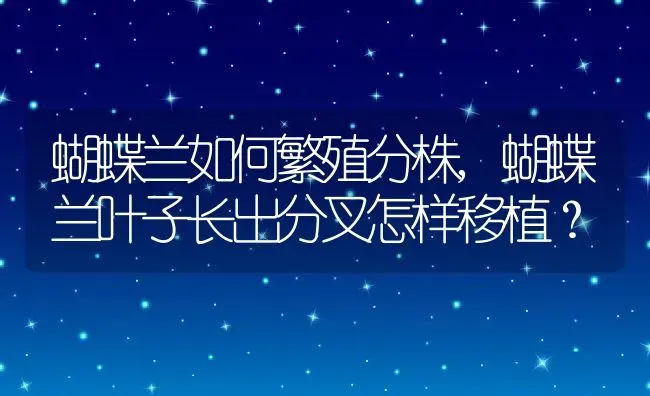 蝴蝶兰如何繁殖分株,蝴蝶兰叶子长出分叉怎样移植？ | 养殖学堂