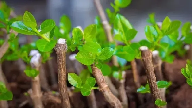 生根粉可以直接撒在土壤里吗,八角的生根粉可以直接用吗？