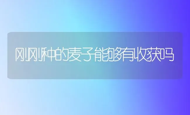 刚刚种的麦子能够有收获吗 | 养殖技术大全