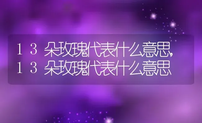 13朵玫瑰代表什么意思,13朵玫瑰代表什么意思 | 养殖学堂