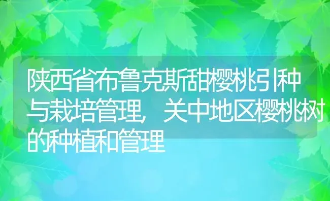 陕西省布鲁克斯甜樱桃引种与栽培管理,关中地区樱桃树的种植和管理 | 养殖学堂