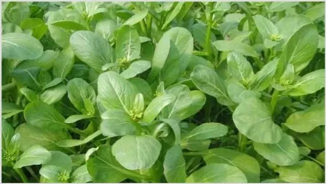 菜心施肥技术 | 妙招大全