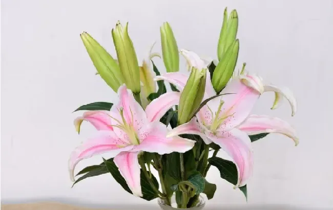 百合花适合放在卧室吗,卧室可以放百合吗？