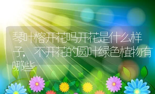 琴叶榕开花吗开花是什么样子,不开花的圆叶绿色植物有哪些 | 养殖学堂
