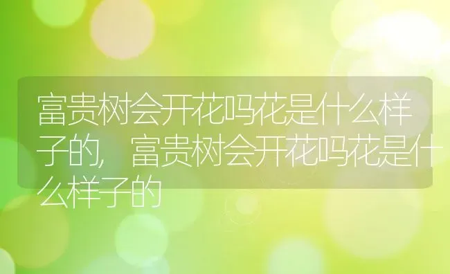 富贵树会开花吗花是什么样子的,富贵树会开花吗花是什么样子的 | 养殖科普