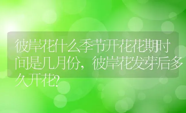 彼岸花什么季节开花花期时间是几月份,彼岸花发芽后多久开花？ | 养殖科普
