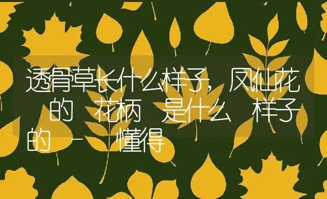 透骨草长什么样子,凤仙花 的 花柄 是什么 样子 的 - 懂得 | 养殖学堂