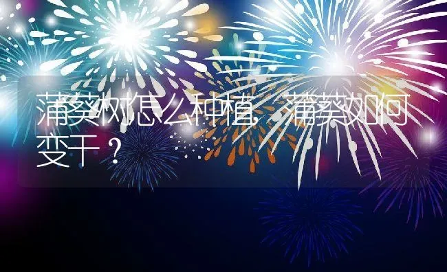 蒲葵树怎么种植,蒲葵如何变干？ | 养殖科普
