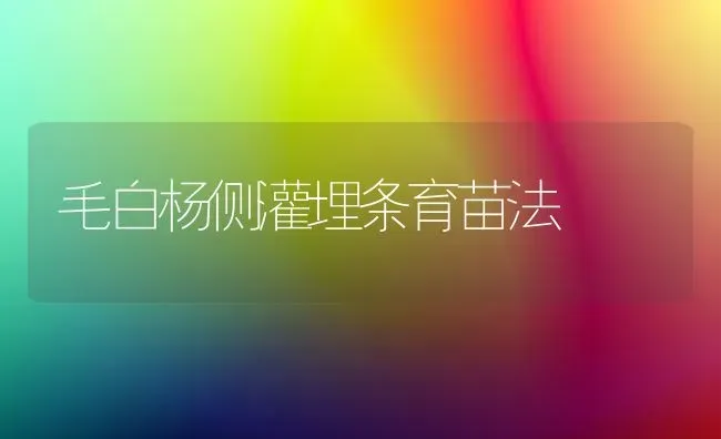 毛白杨侧灌埋条育苗法 | 养殖技术大全