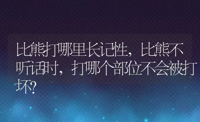 比熊打哪里长记性,比熊不听话时，打哪个部位不会被打坏？ | 养殖学堂