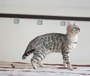 豹猫有几个品种颜色,豹猫哪个颜色好？