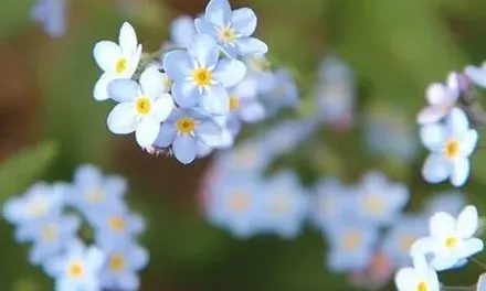 勿忘我种子种植方法,勿忘草种子怎么种植？