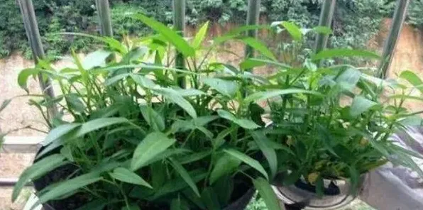 1月阳台蔬菜种植指南及注意事项 | 农广天地