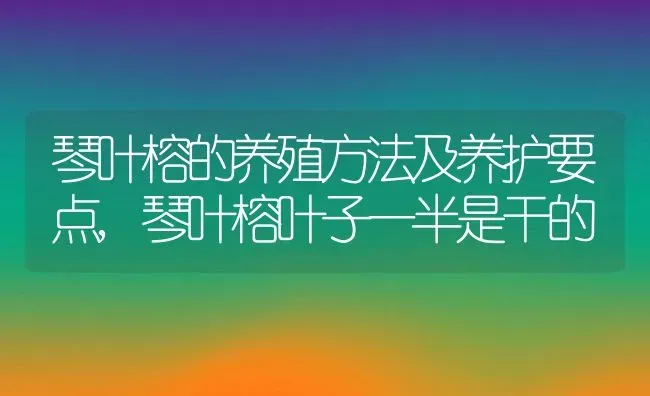 琴叶榕的养殖方法及养护要点,琴叶榕叶子一半是干的 | 养殖学堂