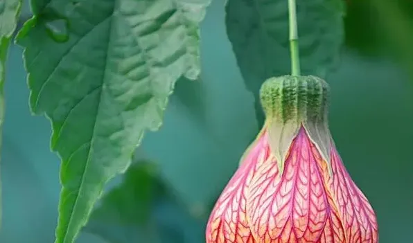 悬铃花有什么功效 | 生活常识