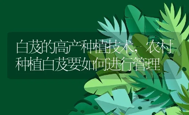 白芨的高产种植技术,农村种植白芨要如何进行管理 | 养殖学堂