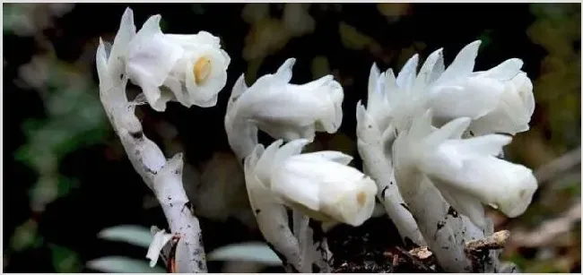 不用太阳的植物 | 妙招大全