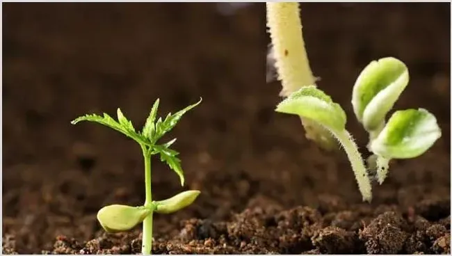 微生物肥料的作用 | 实用知识