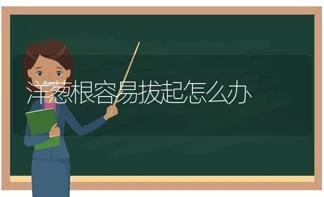 洋葱根容易拔起怎么办 | 养殖技术大全