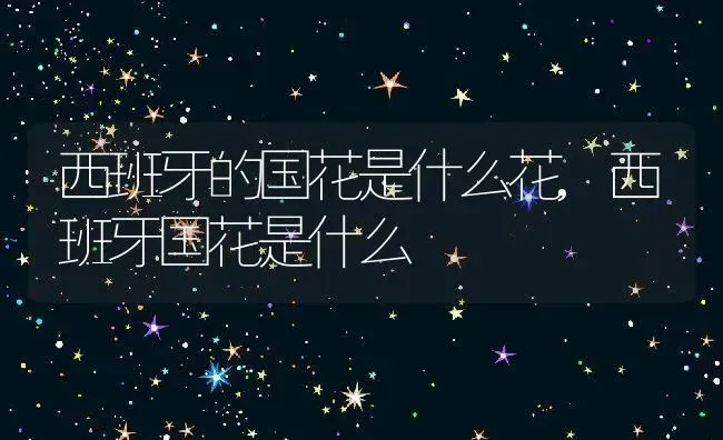 西班牙的国花是什么花,西班牙国花是什么 | 养殖学堂