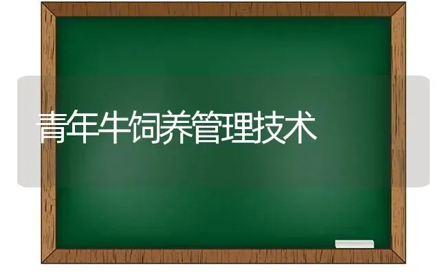 青年牛饲养管理技术 | 养殖技术大全