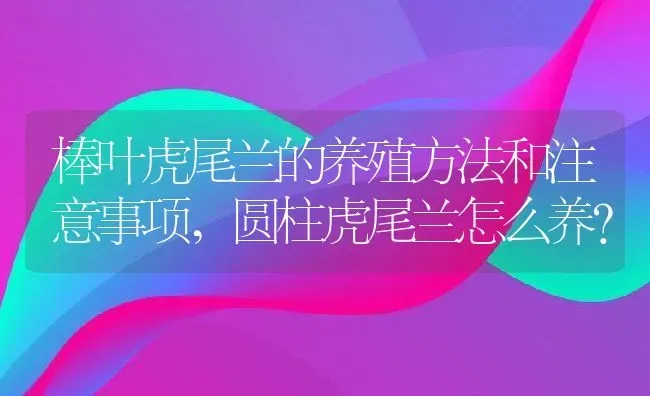 棒叶虎尾兰的养殖方法和注意事项,圆柱虎尾兰怎么养？ | 养殖科普