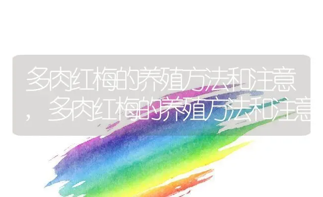 多肉红梅的养殖方法和注意,多肉红梅的养殖方法和注意 | 养殖科普