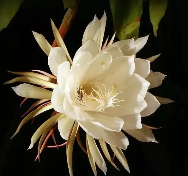 昙花一现什么意思,昙花一现是什么意思？