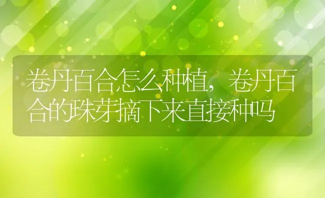 卷丹百合怎么种植,卷丹百合的珠芽摘下来直接种吗 | 养殖学堂