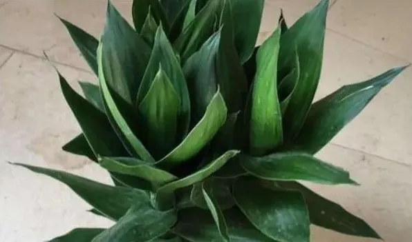 莲花竹怎样快速生根 | 实用知识