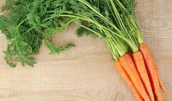 红萝卜盆栽的方法 | 常识大全