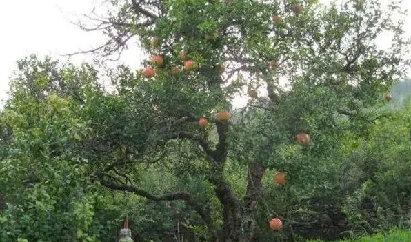 石榴树移栽没有须根能栽活吗 | 三农知识