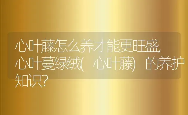 心叶藤怎么养才能更旺盛,心叶蔓绿绒(心叶藤)的养护知识？ | 养殖科普