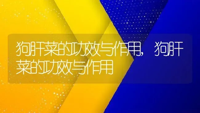 三角梅生长环境条件及特点,三角梅喜光还是喜阴？ | 养殖科普