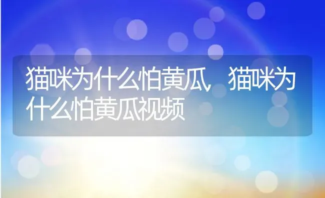 猫咪为什么怕黄瓜,猫咪为什么怕黄瓜视频 | 养殖资料