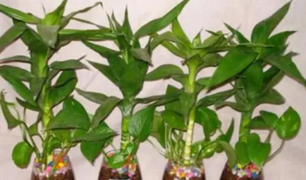 莲花竹怎样快速生根 | 实用知识
