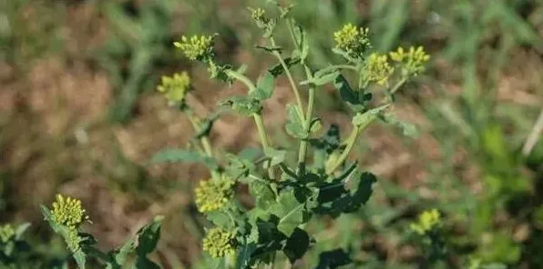 农村野菜独行草有哪些功效？（附人工种植技术） | 实用知识