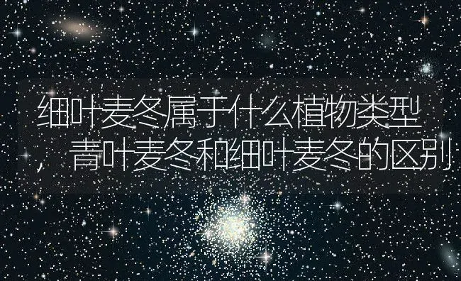 细叶麦冬属于什么植物类型,青叶麦冬和细叶麦冬的区别 | 养殖学堂