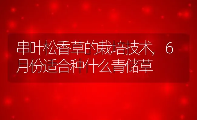 串叶松香草的栽培技术,6月份适合种什么青储草 | 养殖学堂