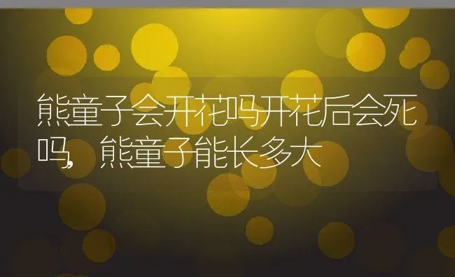 熊童子会开花吗开花后会死吗,熊童子能长多大 | 养殖学堂